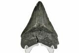 Serrated, Fossil Megalodon Tooth - South Carolina #148184-1